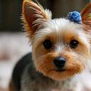 A small Yorkshire Terrier with a cute bow.